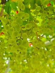 Green grapes on the vine in a vineyard. Selective focus.