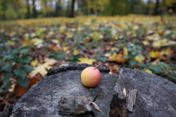 A ruddy paradise apple lies on a large stump against the backdrop of an autumn park.