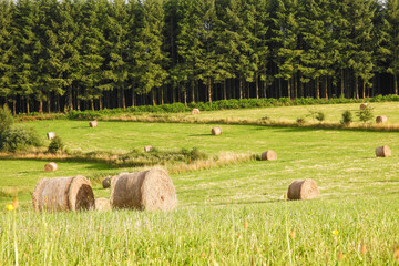 foin prairie campagne paysage