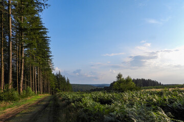 chemin forestier campagne, nature 