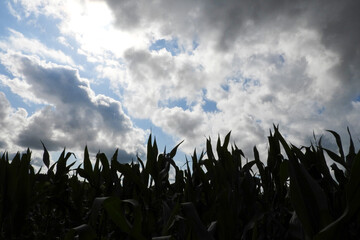 ciel orageux dessus champ mais 