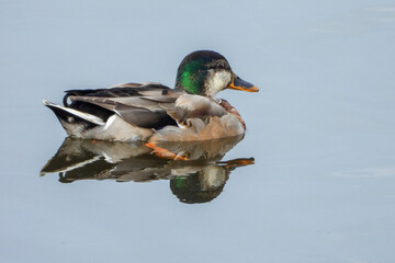 colvert canard reflet 