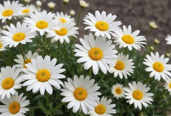 Obraz premium Close-up view of white and yellow daisy flowers in bloom, serene, floral