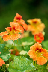orange nasturtium flowers in the garden