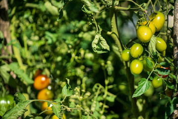 green tomatoes in the garden
