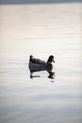 birds on lake