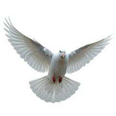 Obraz premium white dove flying, dove png image, dove tranparent background image