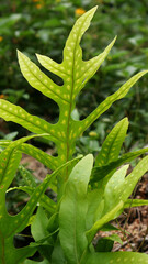 Close up Microsorum scolopendria has branched green leaves with unique spotted patterns, perfect as an ornamental plant that beautifies the yard.
