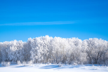 Winter, frosty and sunny mornings. Winter landscape and trees in the frost. Lots of free space for your text.