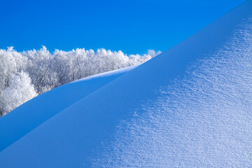 Winter, frosty and sunny mornings. Winter landscape and trees in the frost. Lots of free space for your text.