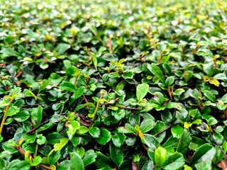 Ehretia microphylla or carmona retusa or fukien tea tree green plant