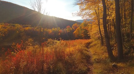 Fototapeta premium A serene autumn landscape with vibrant foliage and a sunlit path through nature.