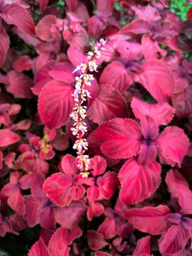 Aerva sanguinolenta is a type of red spinach plant, this plant is used as an ornamental plant because of its beautiful red color