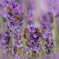 Several honey bees feeding on purple lavender flowers 