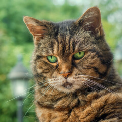 Closeup of a serious looking tabby cat with bright green eyes