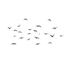 flock of birds, Birds Nature Flock royalty-free vector graphic