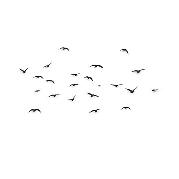 flock of birds, Birds Nature Flock royalty-free vector graphic
