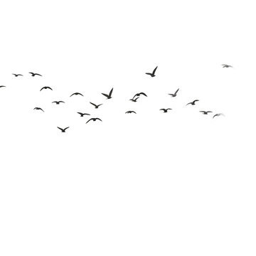 flock of birds png image