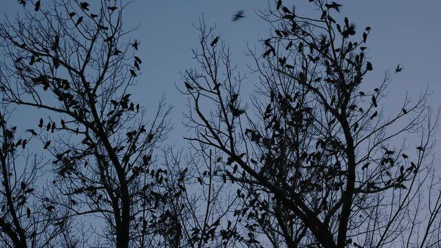 a large group of crows filmed late at night on the branches of a tree