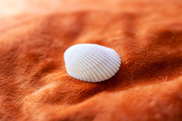 A beautiful sea shell is gracefully sitting atop a pile of sand