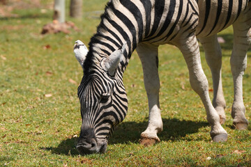 Steppenzebra in der Wildnis von Namibia