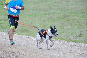 Dog and man taking part in a popular canicross race