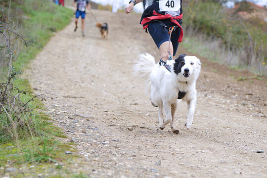 Dog and womman taking part in a popular canicross race