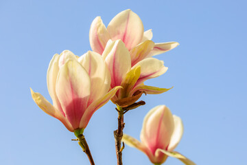 A bunch of pink and white flowers are in full bloom