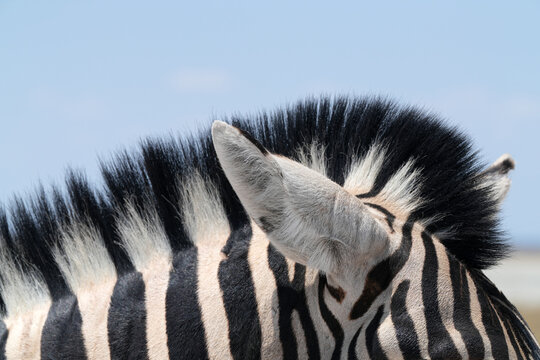 Steppenzebra in der Wildnis von Namibia