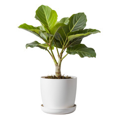 Obraz premium Ficus Lyrata or Fiddle leaf fig grown in a white Pot, Modern indoor plant isolated on white background