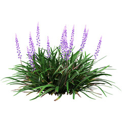 Free PNG 3d illustration of Liriope-muscari tree frontal isolated transparent background perfectly cutout high resolution	