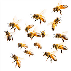 Bee isolated on white background. Macro shot of honey bee, Apis mellifera
