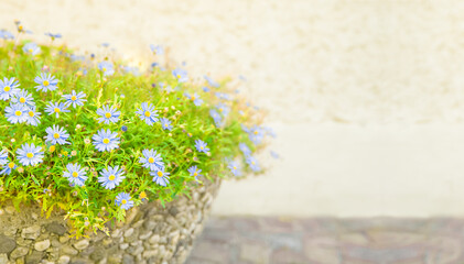 a pot of flowers in the yard. Beautiful purple flower for backyard design