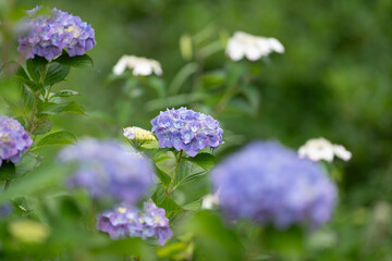 美しく咲いたアジサイ