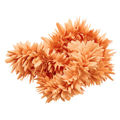 chrysanthemum flower