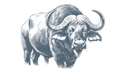 Buffalo Vector