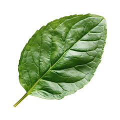 Obraz premium Realistic fresh green mint leaves isolated on on transparent background, PNG cutout photo
