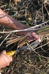 Indian farmer cutting rice plants with a sickle. Hand of indian farmers. Farmers paddy harvesting using a serrated sickle. Agriculture activity. Rice farming at harvest time.
