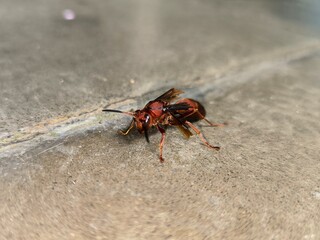 Polistes Canadensis or red paper wasp or tawon merah on the floor, is a species of wasp that often nests in the ceilings of houses in Indonesia, it is not dangerous
