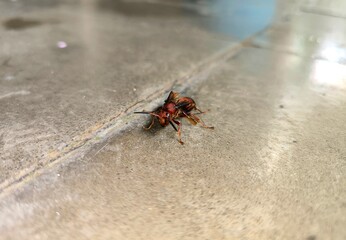 Polistes Canadensis or red paper wasp or tawon merah on the floor, is a species of wasp that often nests in the ceilings of houses in Indonesia, it is not dangerous