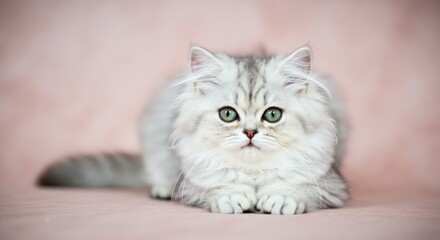 Obraz premium Adorable persian kitten with fluffy fur lying on pink background