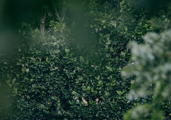 green bush with lush foliage, used as a fence and held in place by a barely noticeable green...