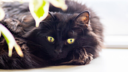 A sleek black cat with striking yellow eyes resting on a sunny sill