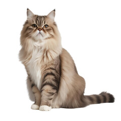 Obraz premium Majestic Persian Cat Sitting Gracefully Against White Background