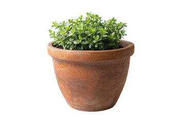 Terracotta pot filled with vibrant green plant placed on white background