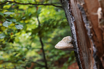 White polypore mushrooms on the old tree, yellow foliage, autumn mood