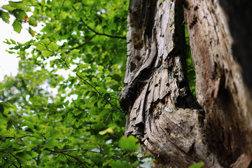 Old, damaged tree trunk with a strange shape, green leaves and sky background