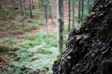 Dark limestone rock on the side with blurry forest view in background 