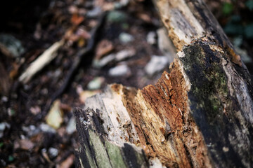 Damaged tree trunk, rotten inside 