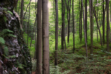 Fototapeta premium Lush forest view with a limestone rock on the side, sun shining between the trees